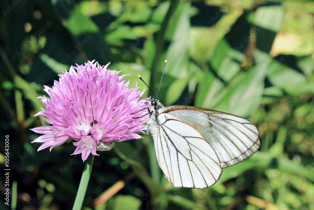 White butterfly on purple flower White butterfly on purple flower