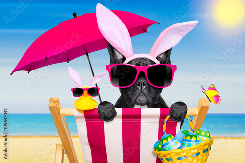 easter bunny dog at the  beach © Javier brosch