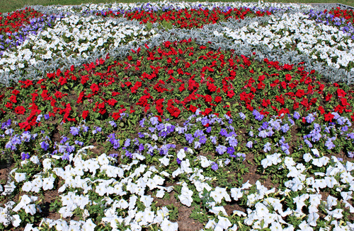 Red, white and blue petunias flowers on the flowerbed