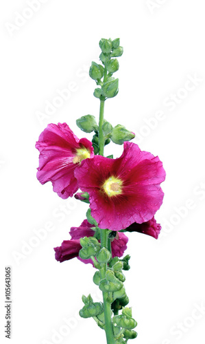 Flower beautiful pink hollyhocks isolated