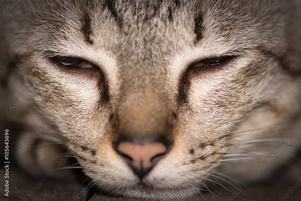 Closeup eye cat sleep