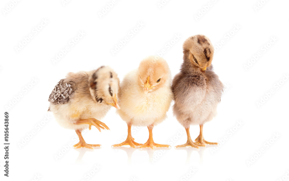 Chickens isolated on white Chickens isolated on white