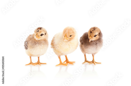 Chickens isolated on white