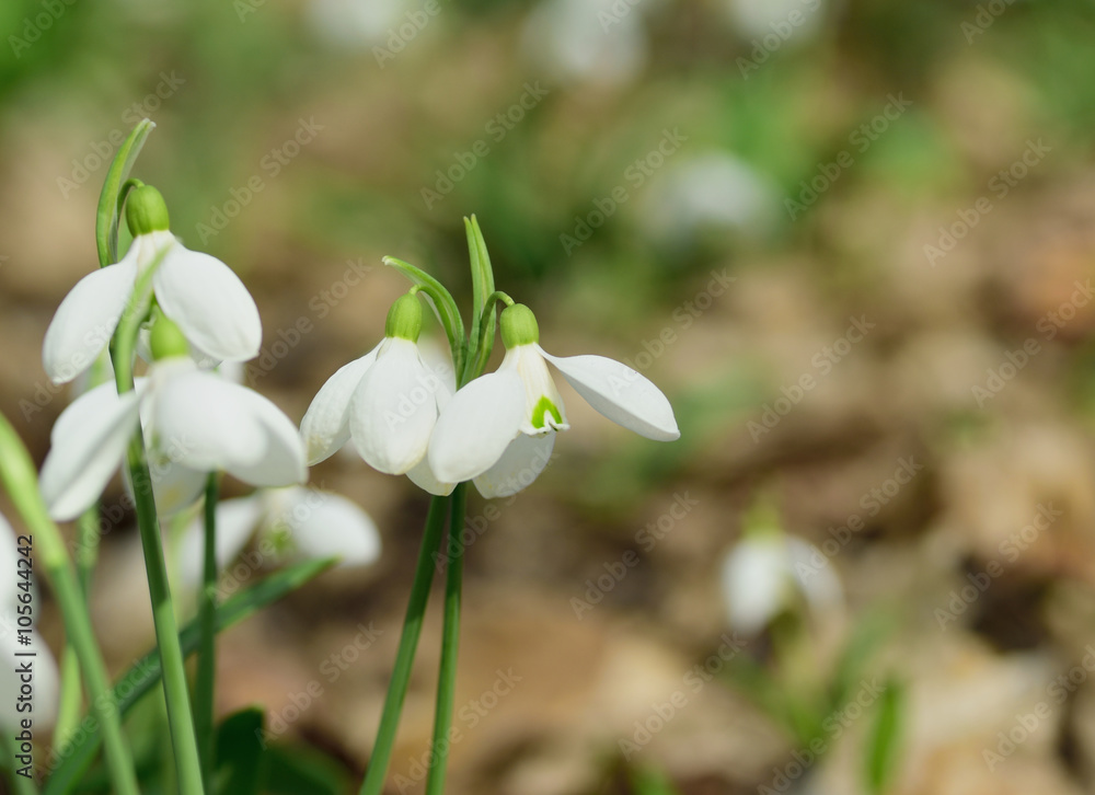 Snowdrops Galanthus plicatus in spring forest Snowdrops Galanthus plicatus in spring forest