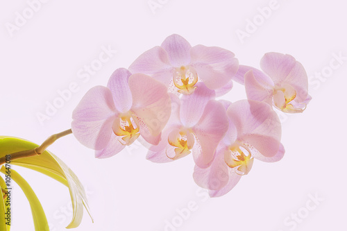 Phalaenopsis