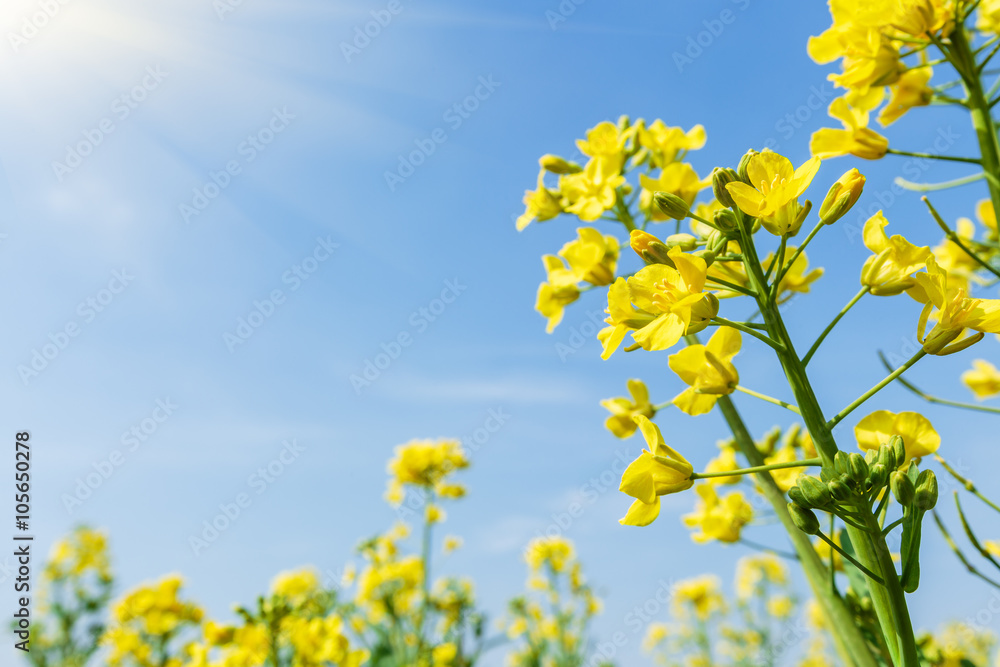 Yellow rape flower bloom in farmland Yellow rape flower bloom in farmland