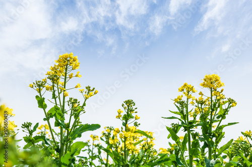 Yellow rape flower bloom in farmland © ABCDstock