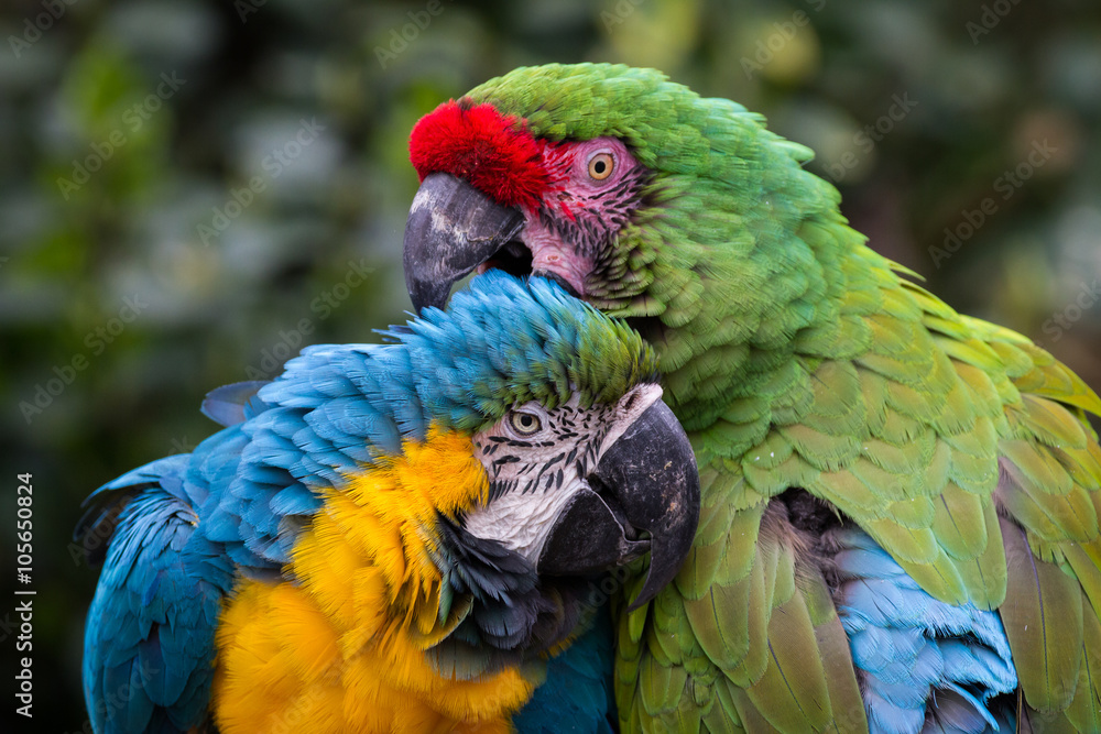 Obraz premium Two Macaws