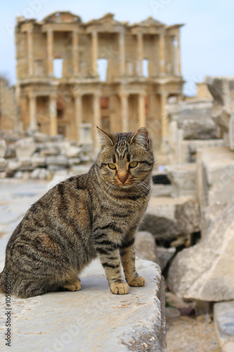 Cat at Ephesus, Turkey