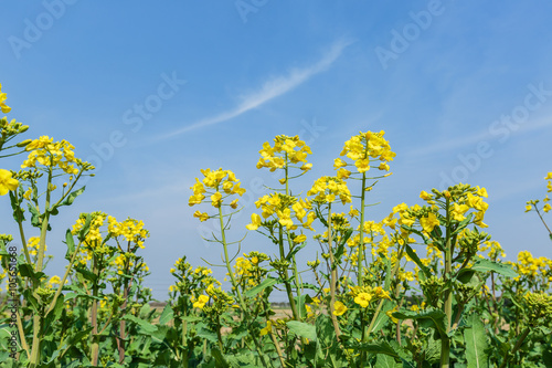 Yellow rape flower bloom in farmland