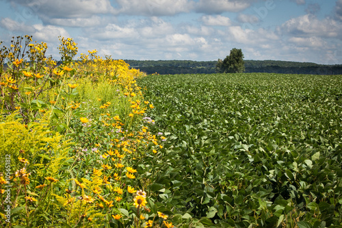 Flowering Field