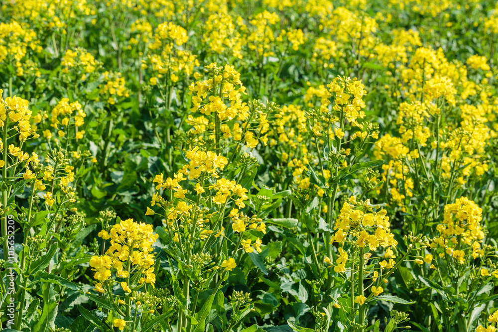 Yellow rape flower bloom in farmland Yellow rape flower bloom in farmland