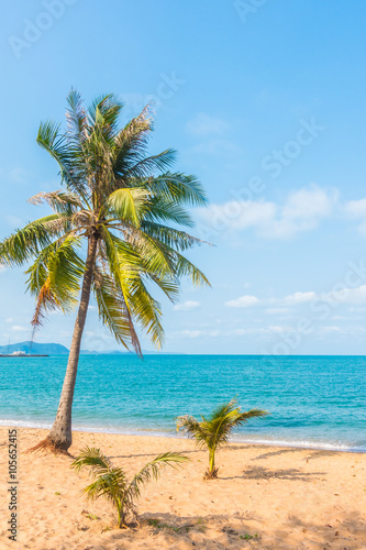 Fototapeta Naklejka Na Ścianę i Meble -  Coconut tree on the beach