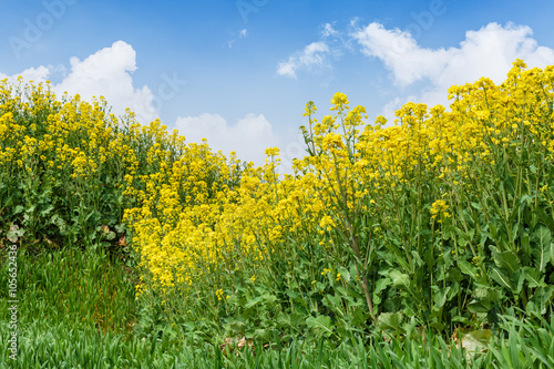 Yellow rape flower bloom in farmland