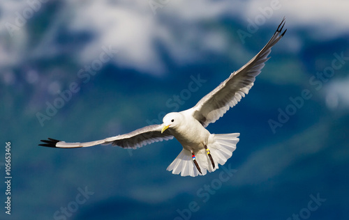 Seagull in flight