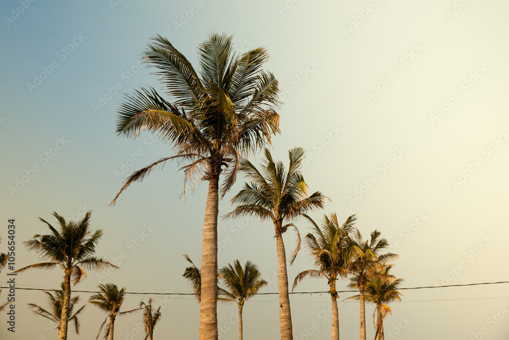 Palms against blue sky on a beach