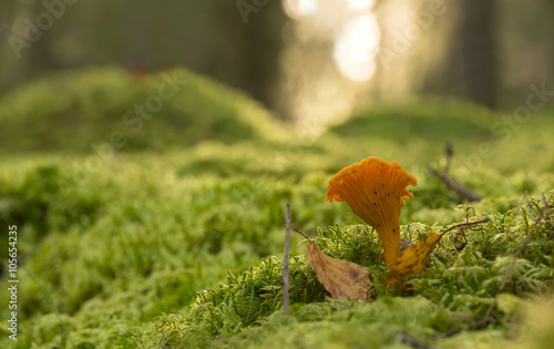 Chanterelle, Cantharellus cibarius growing among moss in forest photo