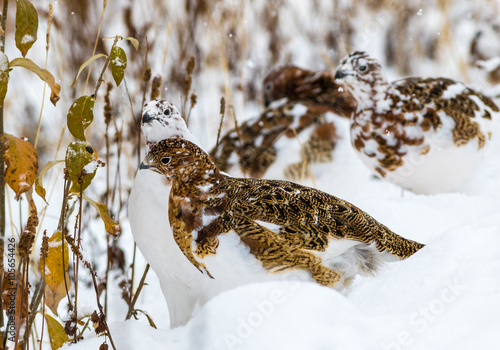 Photography Willow ptarmigan in Denali National Park
