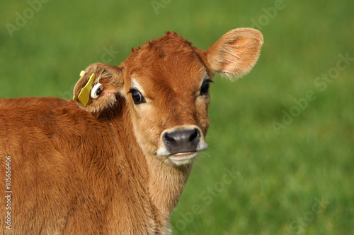 cute calf