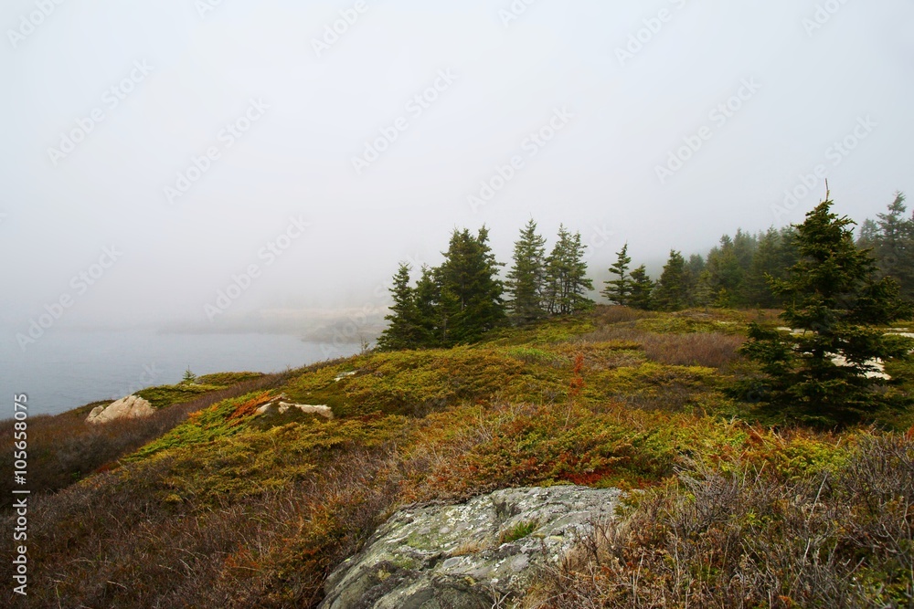 Fototapeta premium Spruce trees, boulders and moss on the seashore with dense fog on the background.