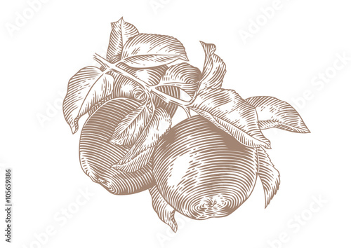 Drawing of apple branch with apples and leaves on the white