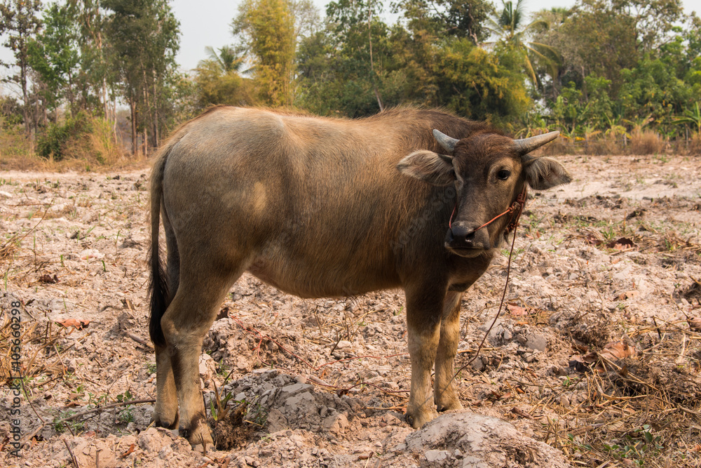 Buffalo, Buffalo Thailand, animals,close up eye ,close up eye,nose Buffalo, Buffalo Thailand, animals,close up eye ,close up eye,nose