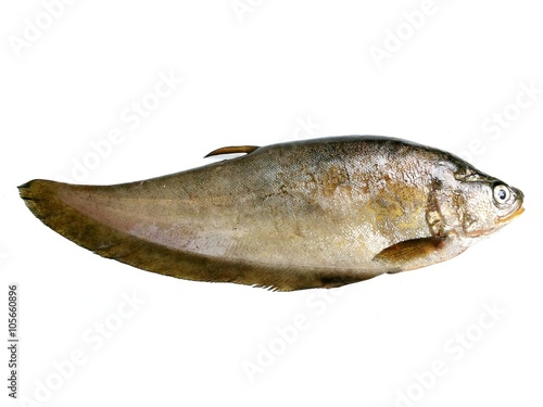Notopterus notopterus , Royal knifefish isolated on white background photo