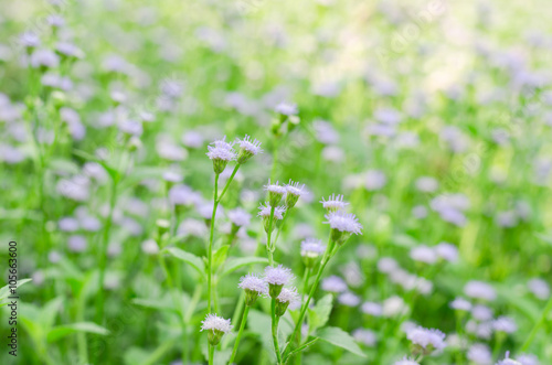 Depth of field purple little iron weed at field grass white flower grass with nature blur background