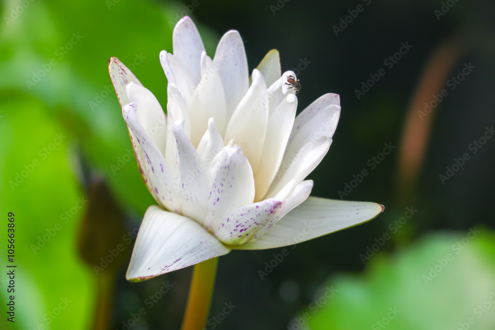 Obraz premium lotus 53