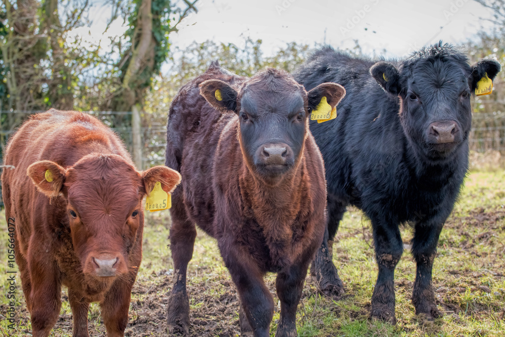 Cows Farmyard Cattle. Meat & Dairy Agriculture. Cows Farmyard Cattle. Meat & Dairy Agriculture.