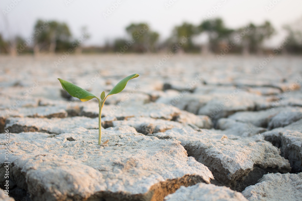 Fototapeta premium Small trees on drought ground.