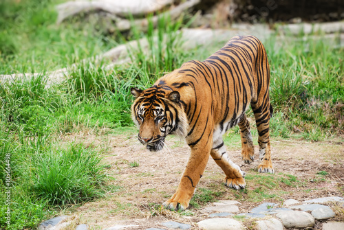 Bengal Tiger