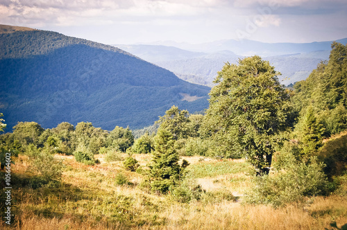 Trees grow on a mountain slope photo