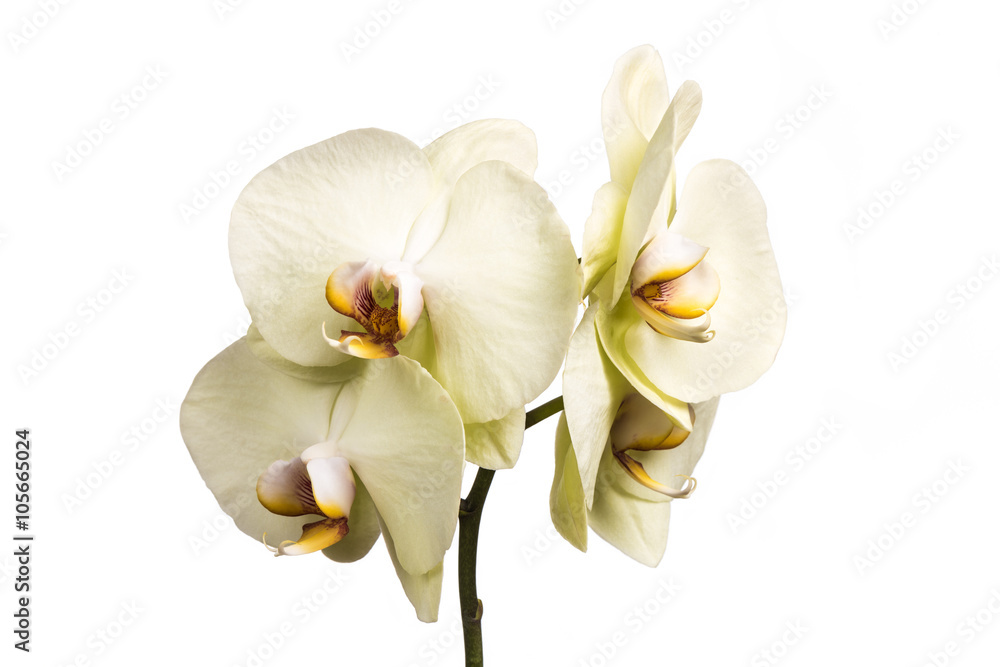 Fototapeta premium Yellow Orchid. Yellow orchid flowers isolated on white background.