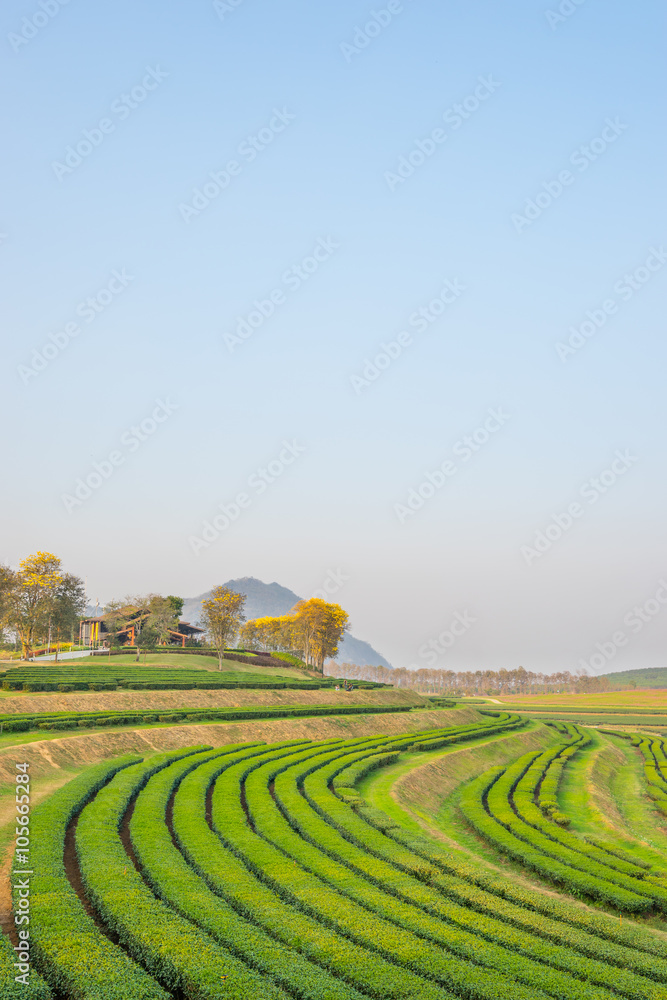 Green tea field pattern, Chiang Rai