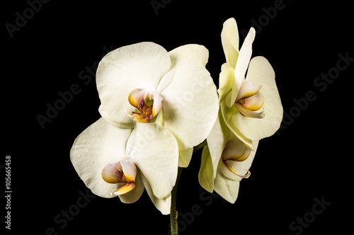 Yellow orchid flowers isolated on black background. Yellow Orchid.