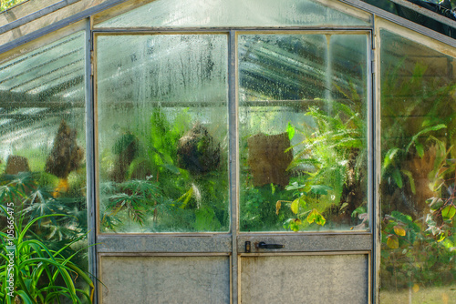 Valokuvatapetti greenhouse