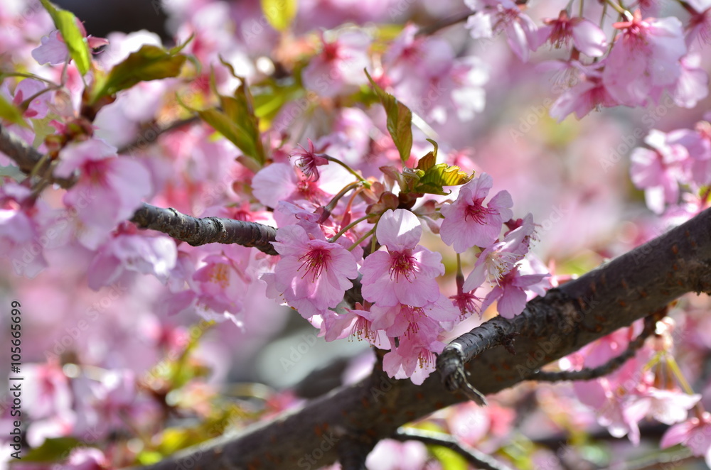河津桜 河津桜