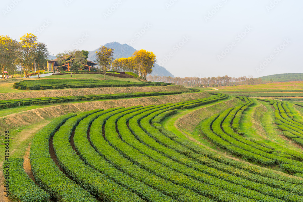 Green tea field curve on hill, Chiang Rai