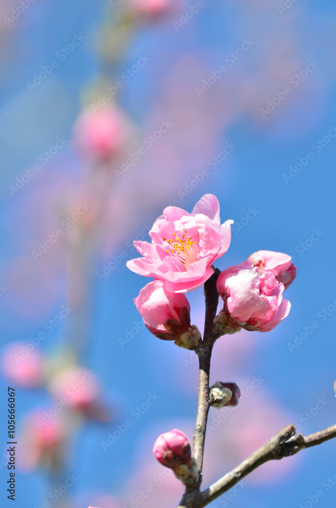 桃の花 桃の花