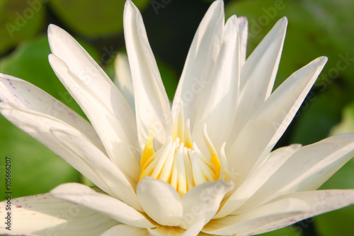 white lotus 01
