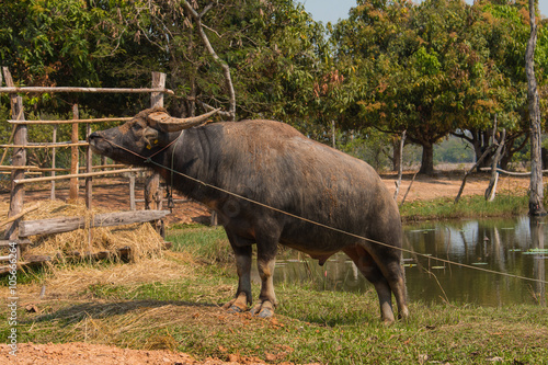 Buffalo, Buffalo Thailand, animals,close up eye ,close up eye,nose