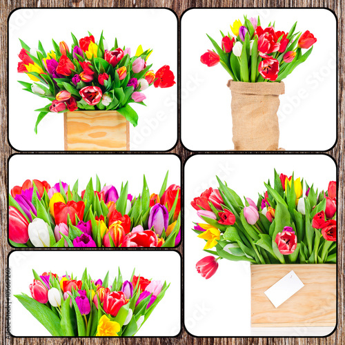 Set of tulips pictures 