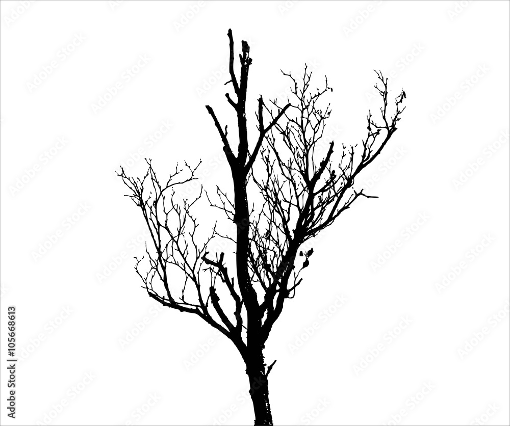 Tree silhouette