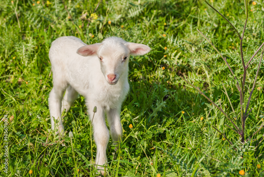 Obraz premium Kleines Lamm auf der Weide