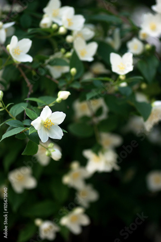 White flowers on the plant Philadelphus