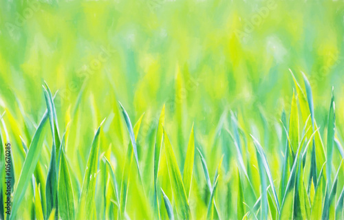 Green corn field in spring, seasonal agricultural theme photo