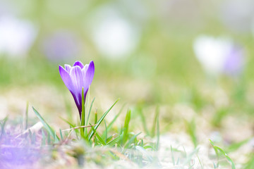 Wandcirkels Krokussen Krokus tijdens vroege voorjaarsdagen  © maxeva