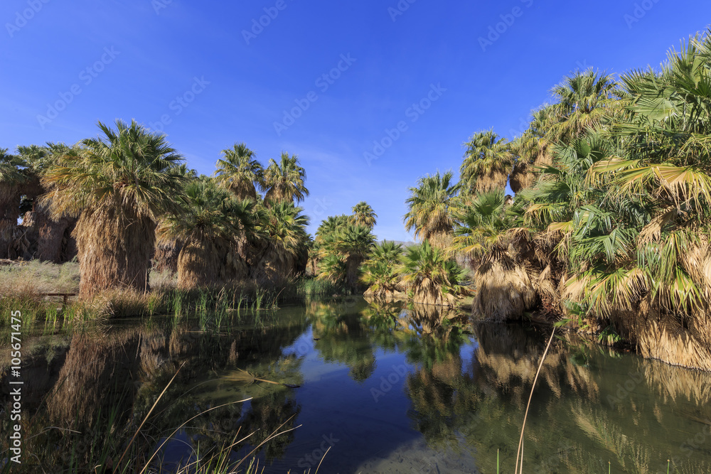 The palm trees at Coachella Valley Preserve