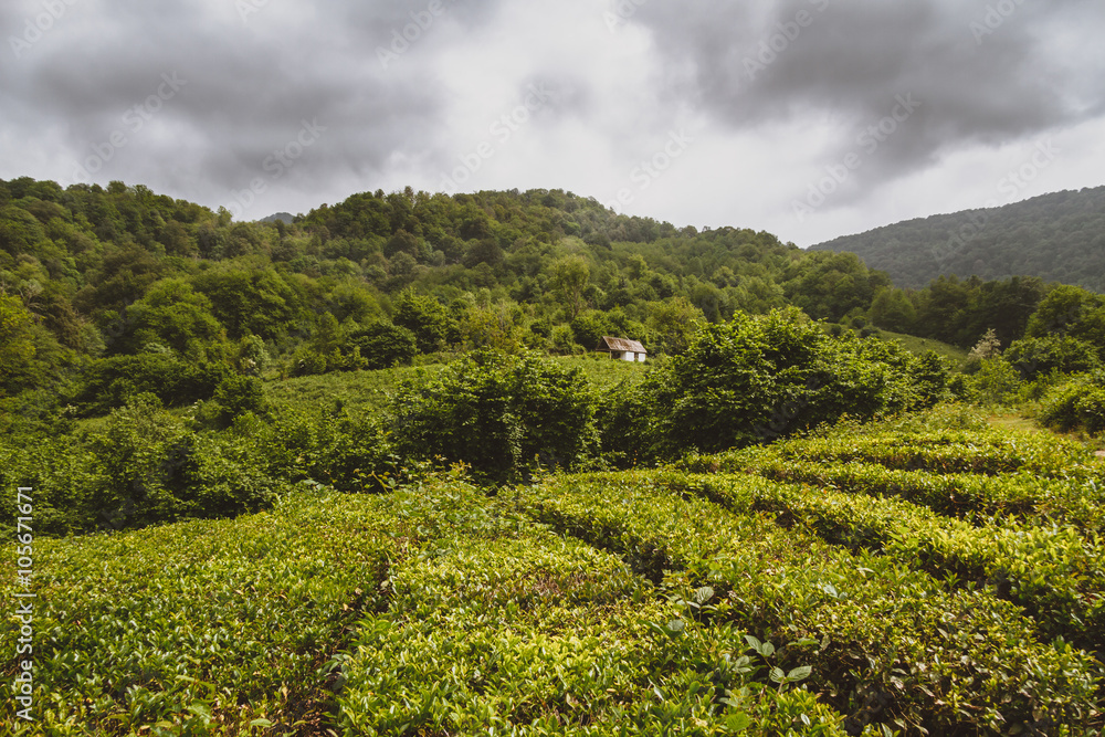 Tea plantations Tea plantations